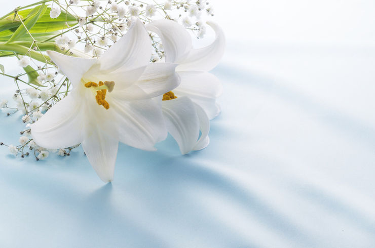 菊